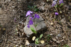 Orychophragmus violaceus
