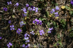 Orychophragmus violaceus