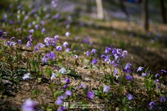 Orychophragmus violaceus