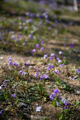 Orychophragmus violaceus
