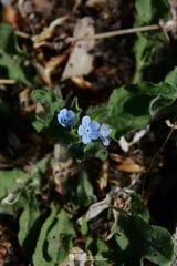Bothriospermum chinense