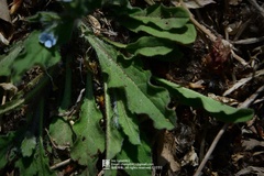 Bothriospermum chinense