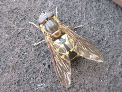 Dasysyrphus bilineatus