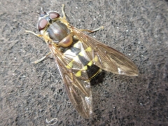 Dasysyrphus bilineatus