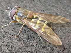 Dasysyrphus bilineatus