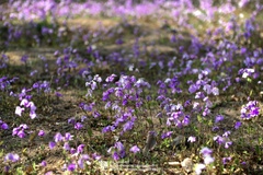 Orychophragmus violaceus