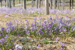 Orychophragmus violaceus