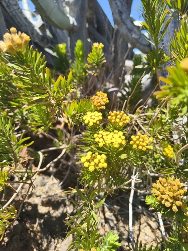 Allagopappus canariensis, photograph 1