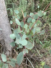 Eucalyptus rudis