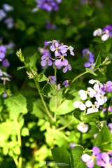 Orychophragmus violaceus