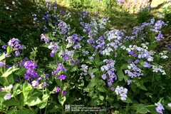 Orychophragmus violaceus