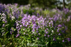 Orychophragmus violaceus