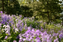 Orychophragmus violaceus