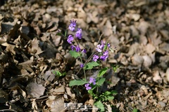 Orychophragmus violaceus