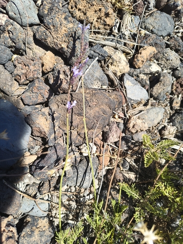 Lavandula canariensis, photograph 1