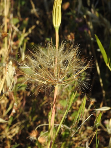 Geropogon hybridus, photograph 3
