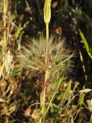 Geropogon hybridus, photograph (c) Duarte Frade, some rights reserved (CC BY)