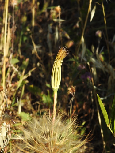 Geropogon hybridus, photograph 4