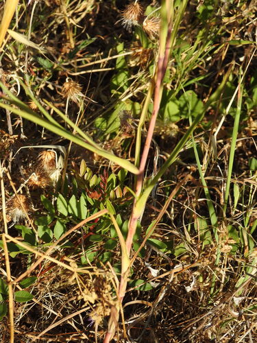 Geropogon hybridus, photograph 5