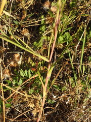 Geropogon hybridus, photograph (c) Duarte Frade, some rights reserved (CC BY)
