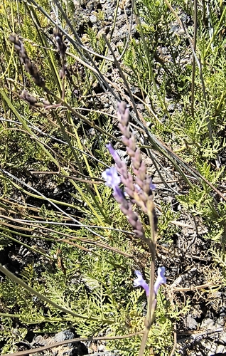 Lavandula canariensis, photograph 2