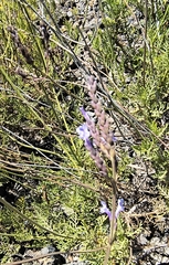 Lavandula canariensis, photograph (c) jeanjacquesgodon, some rights reserved (CC BY)