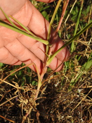 Geropogon hybridus, photograph (c) Duarte Frade, some rights reserved (CC BY)