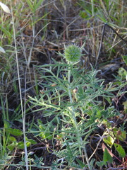 Echinops strigosus, photograph (c) Duarte Frade, some rights reserved (CC BY)