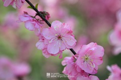 Prunus triloba