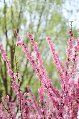 Prunus triloba