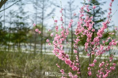Prunus triloba