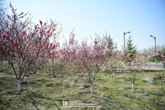 Prunus triloba