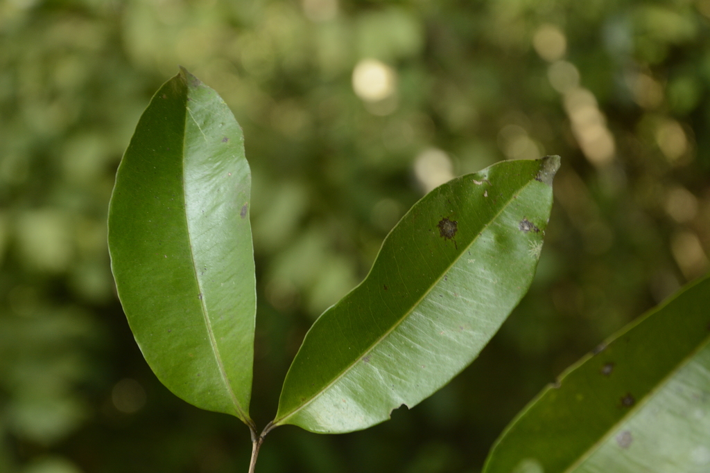 Syzygium wightianum (Syzygium wightianum)