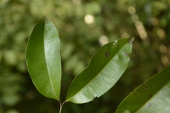 Syzygium lanceolatum