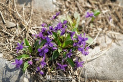 Viola philippica