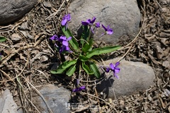 Viola philippica