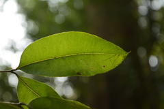 Syzygium lanceolatum