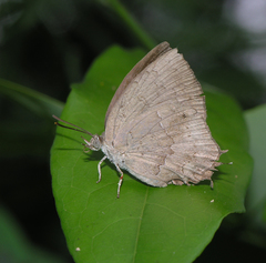 Surendra quercetorum