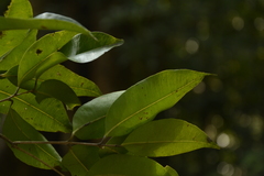 Syzygium lanceolatum