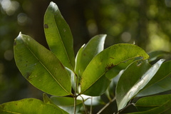 Syzygium lanceolatum