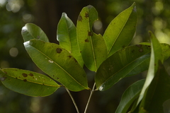 Syzygium lanceolatum