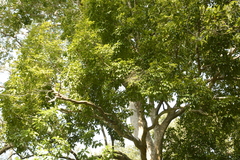 Syzygium lanceolatum