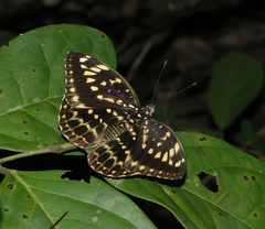 Lexias pardalis jadeitina