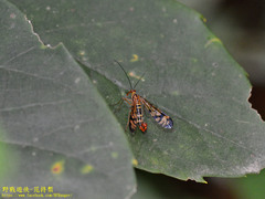 Mecoptera