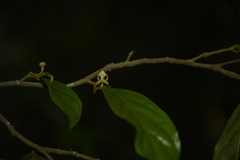 Orophea erythrocarpa
