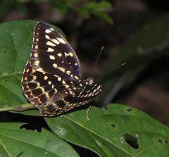 Lexias pardalis jadeitina
