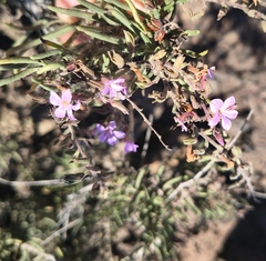 Campylanthus salsoloides