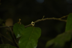 Orophea erythrocarpa