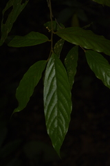 Orophea erythrocarpa