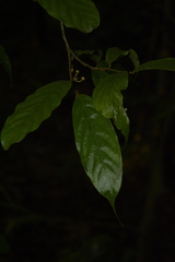 Orophea erythrocarpa